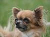 Chihuahua Lady