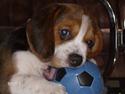 Beagle Diesel