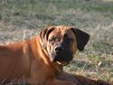 Boerboel RATHMANNS NUMBI