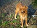 Nova scotia duck tolling retriever Happy