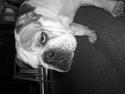 Engelsk bulldog Trunte *Rip*