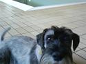 Mellemschnauzer Jarle