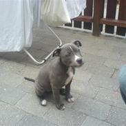 Amerikansk staffordshire terrier Banditten Nala..