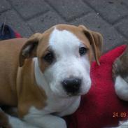 Amerikansk staffordshire terrier Nozmo