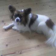 Papillon Bailey