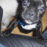 Fransk bulldog Charco
