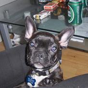 Fransk bulldog Charco