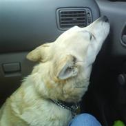 Norsk buhund Molly <3