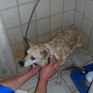 Norsk buhund Molly <3