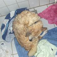 Norsk buhund Molly <3