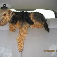 Welsh terrier Riggo