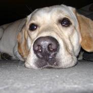 Labrador retriever BOB