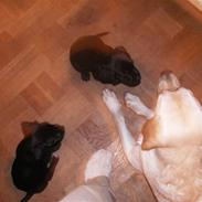 Labrador retriever BOB