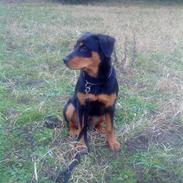 Rottweiler niki