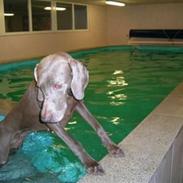 Weimaraner Aica