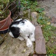 Blanding af racer Basil