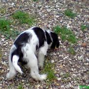 Blanding af racer Basil