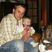 Amerikansk bulldog Gizmo