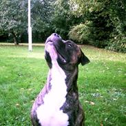 Amerikansk bulldog Gizmo