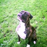 Amerikansk bulldog Gizmo