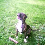 Amerikansk bulldog Gizmo