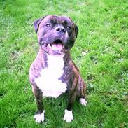 Amerikansk bulldog Gizmo