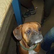 Boxer Smukke
