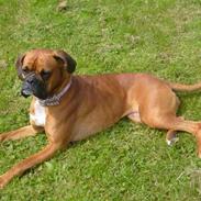 Boxer Smukke
