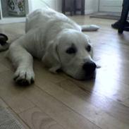 Golden retriever Julius