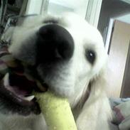 Golden retriever Julius