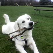 Golden retriever Julius