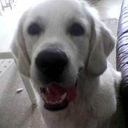 Golden retriever Julius