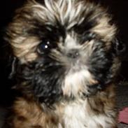 Shih tzu Buffy