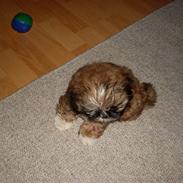 Shih tzu Buffy
