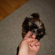 Shih tzu Buffy