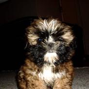 Shih tzu Buffy