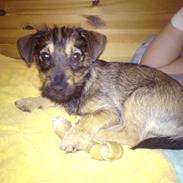 Blanding af racer Zita