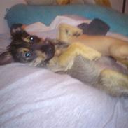 Blanding af racer Zita