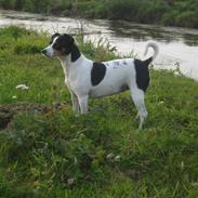 Dansk svensk gaardhund Freia