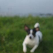 Dansk svensk gaardhund Freia