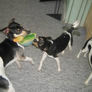 Dansk svensk gaardhund Freia