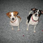 Dansk svensk gaardhund Freia