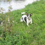 Dansk svensk gaardhund Freia