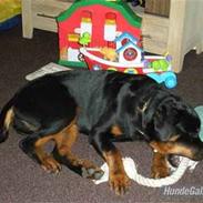 Rottweiler HouseOfChaiyos Bella Jane