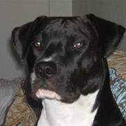 Amerikansk staffordshire terrier lamborghini