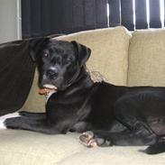 Amerikansk staffordshire terrier lamborghini