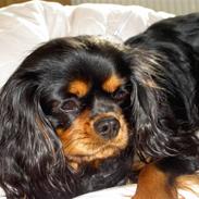 Cavalier king charles spaniel Karla (kaldenavn)