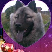 Eurasier kennel Eurojou