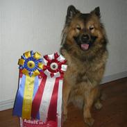 Eurasier kennel Eurojou