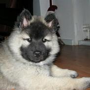 Eurasier kennel Eurojou